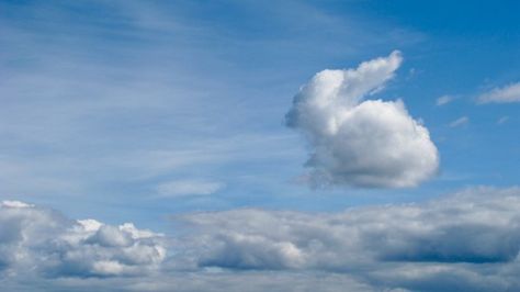 Bunny Rabbit Clouds That Look Like Animals, Bunny Cloud, Angel Bunny, Angel Clouds, Cloud Formations, Cloud Art, Cloud Shapes, Storm Clouds, Angel Pictures