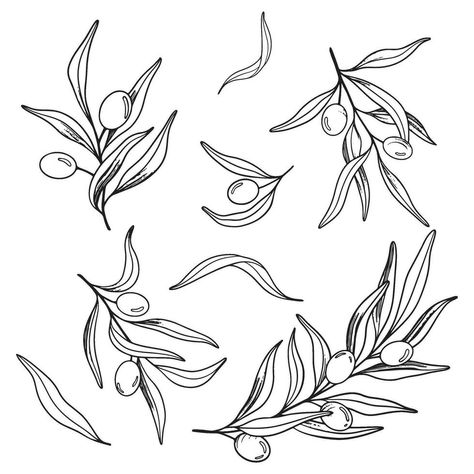 Sketch set of olive branch with berries and leaves. Hand drawn vector line art illustration. Black and white drawing of the symbol of Italy or Greek for cards, design logo, tattoo. Greek Flowers Drawing, Greek Illustration Art, Olive Line Drawing, Olive Branch Pattern, Olive Leaves Drawing, Laurel Branch Tattoo, Olive Branch Line Art, Greek Fine Line Tattoo, Olive Leaf Drawing