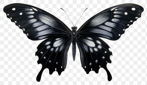 Butterfly Png Black, Png Butterfly, Butterfly Animal, Butterfly Png, Butterfly Butterfly, Black Butterfly, Animal Illustration, Insects, White Background