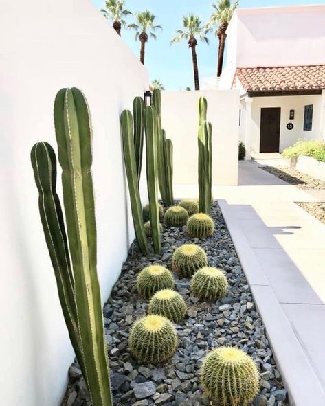 Phoenix Landscape, Desert Landscape Front Yard, Tropical Landscaping Ideas, Yard Garden Ideas, Cactus Garden Design, Desert Landscaping Backyard, Cactus Garden Landscaping, Desert Backyard, Texas Landscaping