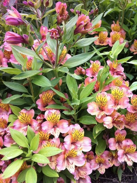 Magical Cottage, Peruvian Lily, Peruvian Lilies, Lily Garden, Plants Growing, Beautiful Flowers Photography, Lily Plants, Pink Garden, Flowering Plants