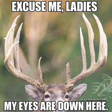 Excuse me, ladies, my eyes are down here Funny Hunting Pics, Deer Hunting Humor, Hunting Jokes, Hunting Quotes, Funny Deer, Hunting Humor, Hunting Girls, Hunting Life, And So It Begins