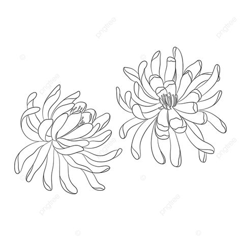 Drawing Chrysanthemum, Chrysanthemum Flower Drawing, Chrysanthemum Drawing, Ant Drawing, Drawing Elements, Wing Drawing, Drawing Png, Chrysanthemum Flower, Hand Drawn Flowers