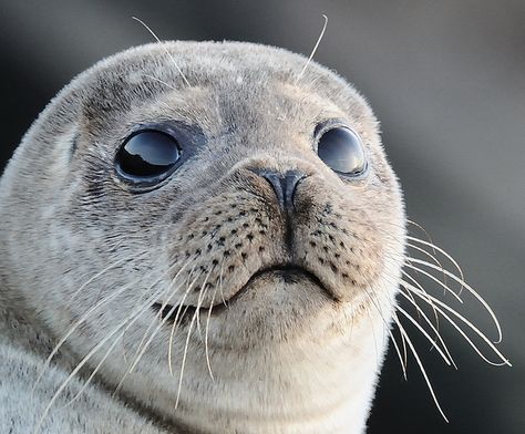 Animals With Big Eyes, Seal Animal, Dutch Bunny, Green Flags, Harp Seal, Fur Seal, Boston Art, Cute Seals, Thought Bubble