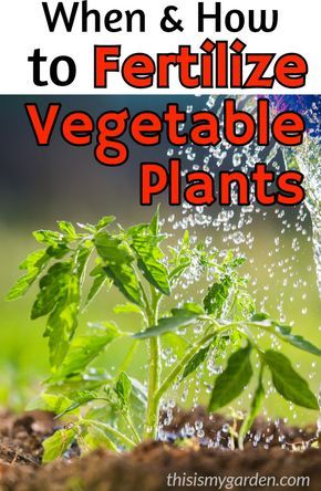 How Often To Fertilize Vegetable Garden, Organic Garden Fertilizer, Diy Miracle Grow Recipe For Vegetables, How To Fertilize Garden, When To Fertilize Vegetable Garden, Natural Fertilizer For Vegetable Garden, Diy Garden Fertilizer, Fertilizing Vegetable Garden, Best Fertilizer For Vegetable Garden