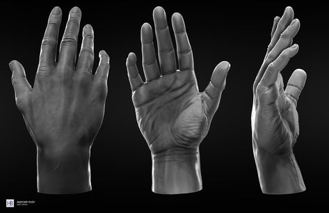 Anatomy Study - Male Hands - Imgur Anatomy Reference Hands, Reference Hands, Male Anatomy Reference, Hand Anatomy, 3d Anatomy, Male Anatomy, Anatomy Sculpture, Drawing Hands, Hand Drawing Reference