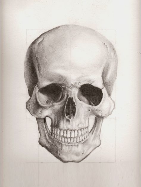 Human Skull Front View by enonemis1 on DeviantArt Front Skull Drawing, Skull Front Facing, Skull Front View Drawing, Human Skull Front View, Skull Front View, Human Skull Drawing, Skull Anatomy, Skull Reference, Skull Sketch