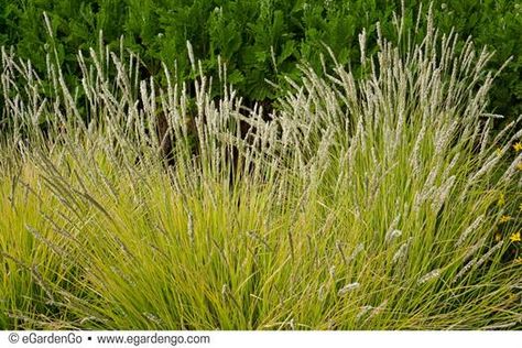 Sesleria autumnalis | Common Name: Autumn moor grass | eGardenGo Sesleria Autumnalis, Panicle Hydrangea, Types Of Grass, Grass Type, Plant Tags, Flower Spike, Woodland Garden, Plant Combinations, Easy Plants