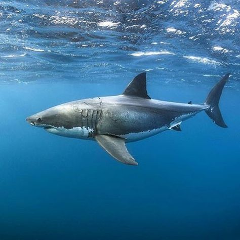 Requin Shark Photos, Shark Pictures, Small Shark, Shark Art, The Great White, Shark Week, White Sharks, Great White Shark, Great White