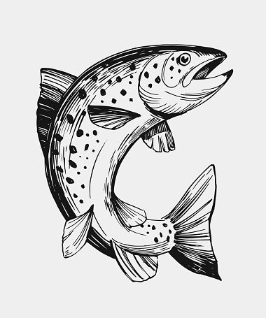 Salmon Drawing, Salmon Tattoo, Trout Art, Fish Sketch, Beautiful Pencil Drawings, Fish Salmon, Rainbow Trout Fishing, Fly Fishing Art, Fish Drawing