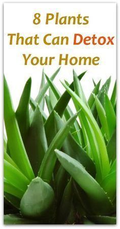 8 Plants That Can Detox Your Home - aloe Vera plant, peace lily, snake plant Detox Your Home, House Pets, Inside Plants, Aloe Vera Plant, About Plants, Peace Lily, Indoor Gardening, Snake Plant, Clean Air