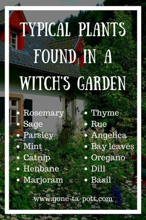 What Is A Witch, Witches Garden, Witch's Garden, Witchy Garden, Magickal Herbs, Witch Herbs, Green Witchcraft, Herb Garden Design, Kitty Pryde