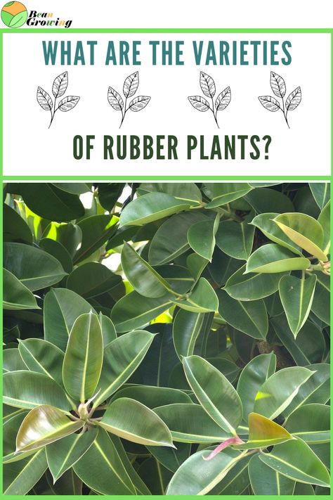 The varieties of rubber plants are: The Ficus elastica ‘Robusta.’Ficus elastica ‘Decora.’Ficus elastica ‘Burgundy.’Ficus elastica ‘Melany.’ Ficus Melany, Rubber Tree Varieties, Rubber Plant Varieties, Ficus Varieties, Ficus Elastica, Rubber Plant, Rubber Tree, Garden Tools, Plant Leaves