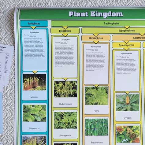 Alison's Montessori on Instagram: "The Montessori Botany curriculum for  elementary children, as for any other content areas, introduces the big picture of a concept before working through its parts. 

Today, we would like to share our 𝗣𝗹𝗮𝗻𝘁 𝗞𝗶𝗻𝗴𝗱𝗼𝗺 𝗖𝗵𝗮𝗿𝘁𝘀 with you.  The charts are introduced after the Three Domains of Life have been studied.  The Plant Kingdom is a method to classify plants according to their characteristics and functions.  For instance, the Bryophytes are plants that absorb water and nutrients through their surfaces.  On the contrary, Tracheophytes are vascular plants that absorb water through roots and a stem system. 

Dr. Montessori believed that the human mind needed classification in order to fully comprehend concepts. That is why you will find that Montessori Botany, Plant Kingdom, The Human Mind, Vascular Plant, Human Mind, Big Picture, Botany, Montessori, Mindfulness