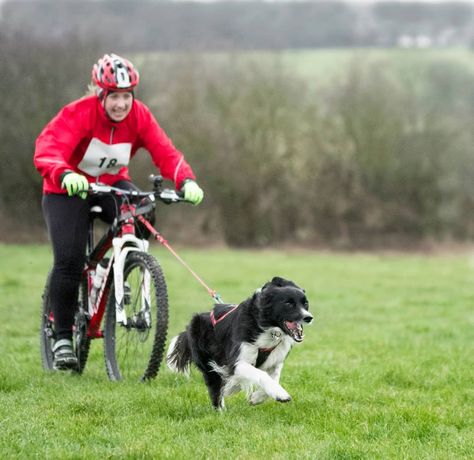 What is ‘Bikejor’? Bikejor is the sport of cross country biking with your dog attached to your bike, it can be much faster and more exhilarating than canicross and is particularly suitable for dogs… Bike Joring, Bike Jumps, Teach Dog Not To Jump On People, Teaching Dogs Not To Jump, Dog Jumping On People, Cycling With Dog, Cross Country Bike, Trail Dog, Dog Wellness