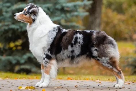 4 Australian Shepherd Haircuts & Grooming Guide (With Pictures) | Hepper Grooming Australian Shepherd, Mini Aussie Puppy, Merle Australian Shepherd, Australian Shepherd Blue Merle, American Shepherd, Aussie Puppies, Dog Haircuts, Mini Aussie, Aussie Dogs