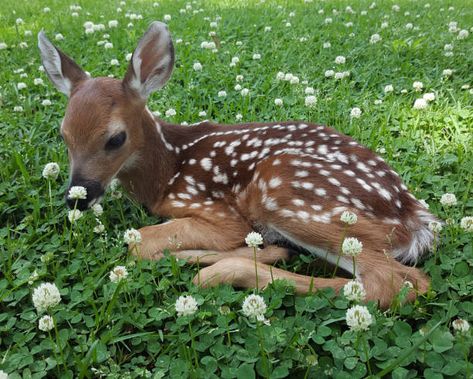 Deer Girl, Fawns Deer, Deer Photos, Deer Pictures, Deer Fawn, Mule Deer, Oh Deer, Whitetail Deer, Silly Animals