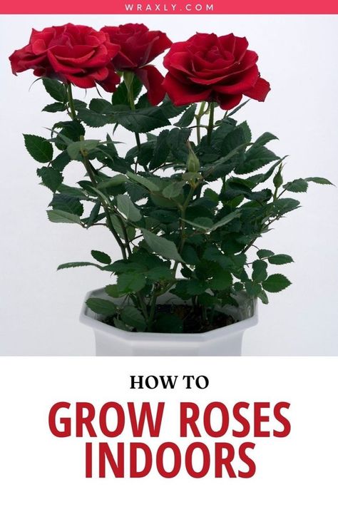 Indoor Rose Plant, Indoor Roses, Rose Bush Care, Gardening Hobby, How To Grow Roses, Rose Plant Care, Backyard Flowers Garden, Plant Care Tips, Beautiful Home Gardens