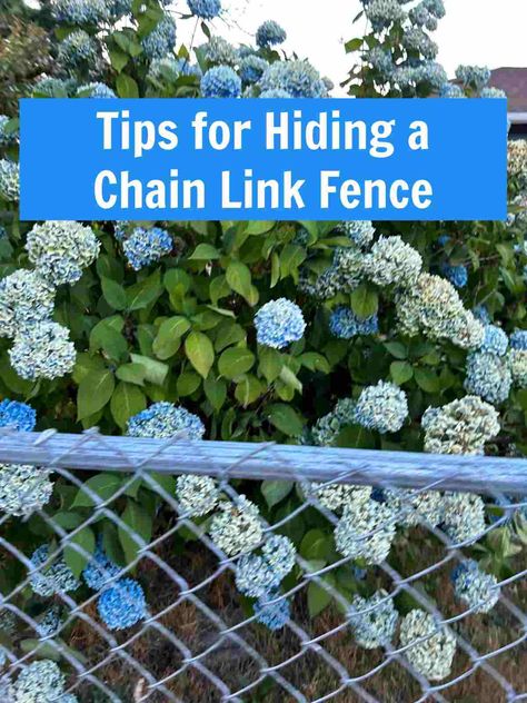 Chain link fences are good for keeping dogs in and critters out but are such an eyesore. Do you have one that needs some landscaping to make it prettier? Check out our tips for hiding this ugly fence on The Gardening Cook. Hide A Chain Link Fence, Fence With Plants, Chain Link Fence Cover, Black Chain Link Fence, Corner Landscaping, Fence Landscaping Border Backyard Ideas, Chain Fence, Creeping Fig, Hiding Ugly