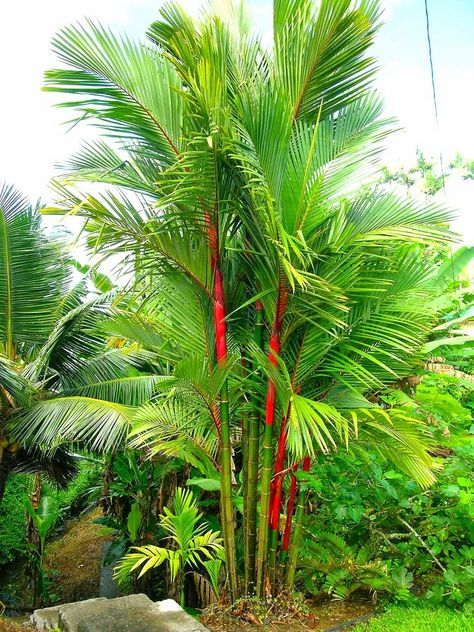 The Palm Experts: Show Stopping Palm Tree! Lipstick Palm, Tropical Backyard Landscaping, Bamboo Seeds, Red Palm, Tropical Backyard, Rose Seeds, Tree Seeds, Sealing Wax, Ornamental Plants