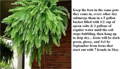 Fern Decor Outdoor, Hanging Ferns On Porch, How To Make Ferns Grow Big, Boston Fern Care, Fern Planters, Fern Care, Hanging Ferns, Potted Ferns, Plant Hanging