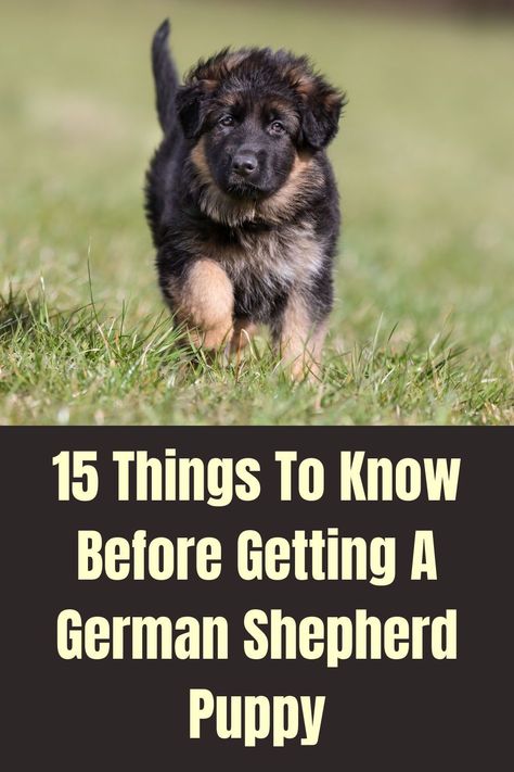 German Shepherd Puppy Essentials, Puppy Planning, Small German Shepherd, Shepherd Quotes, German Shepherd Mix Puppies, Dog Goals, Dogs Things, Black German Shepherd Puppies, German Shepherd Breeders