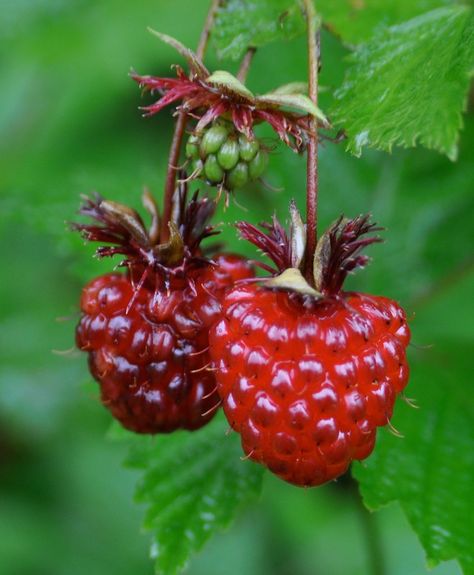 Salmon Berries, Salmon Berry, Fruit Bucket, Monster Plant, Berry Delight, Off Grid Survival, Fresh Salmon, Fruits Photos, Watermelon Rind