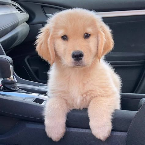 Animals Eyes, Perros Golden Retriever, Innocent Face, Cutest Puppy Ever, Eyes Smile, Really Cute Puppies, Super Cute Puppies, Cute Puppy Pictures, Really Cute Dogs