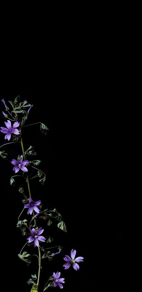 Purple Flower Black Background, Bellflower Wallpaper, Lilac Flower Wallpaper, Purple Flower Wallpaper, Purple Flowers Wallpaper, Lilac Flowers, Phone Background, Flower Phone Wallpaper, Lavender Flowers