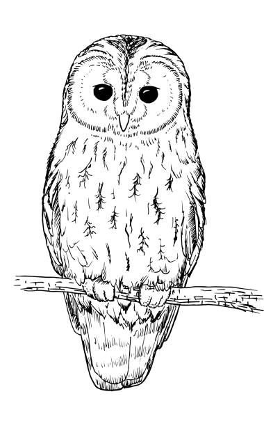 A Hand Drawing, Animal Black And White, Tawny Owl, Owl Illustration, Owls Drawing, White Illustration, Owl Tattoo, Hand Sketch, Black And White Illustration