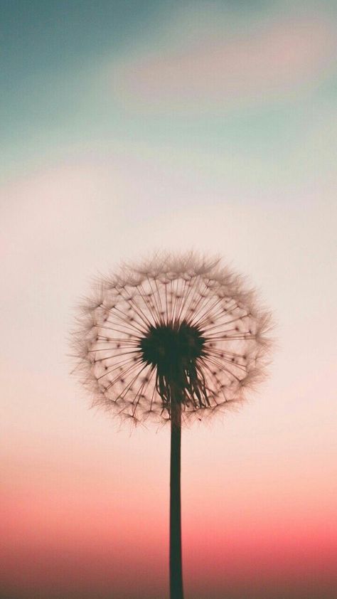 Dandelion Wallpaper, Wallpaper Estetika, Wallpapers Android, Flowers Photography Wallpaper, Wallpaper Pastel, Wallpaper Vintage, Photography Wallpaper, Screen Wallpaper, Wallpapers Vintage