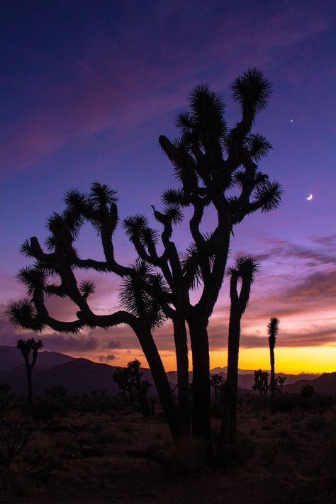 Fine art print of Joshua Tree at sunset. Photo was taken in Joshua Tree national park in 2018. Joshua Tree Sunset, Arizona Aesthetic, Joshua Tree House, On A Dark Desert Highway, Desert Aesthetic, Sky Art Painting, Tree Sunset, Evening Sunset, Desert Dream