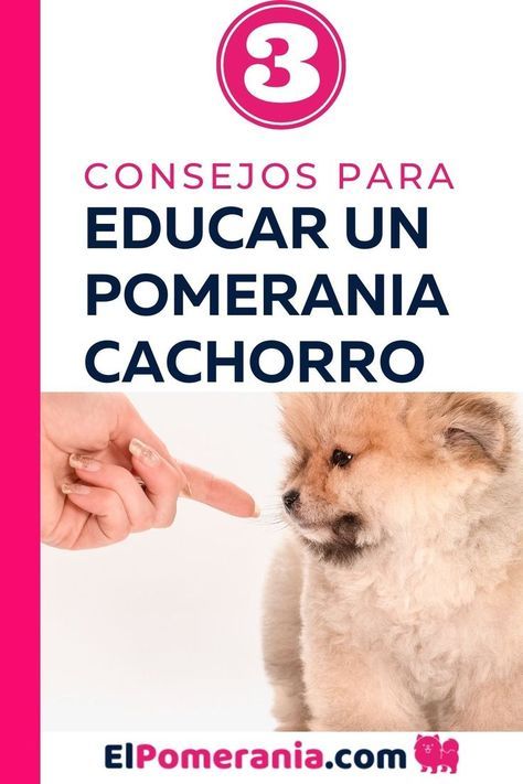 Aprende todo sobre como educar un pomerania cachorro con estos 3 consejos increíbles Dog Cat, Pet, Dogs, Animals