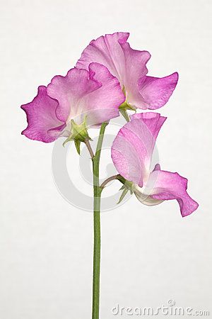 Pink Lathyrus Odoratus - Sweet Peas Sweetpea Tattoo, Sweet Pea Tattoo, How To Draw Faces, Lathyrus Odoratus, Draw Faces, Sweet Pea Flowers, Flower Drawing Tutorials, Flora Flowers, Pea Flower