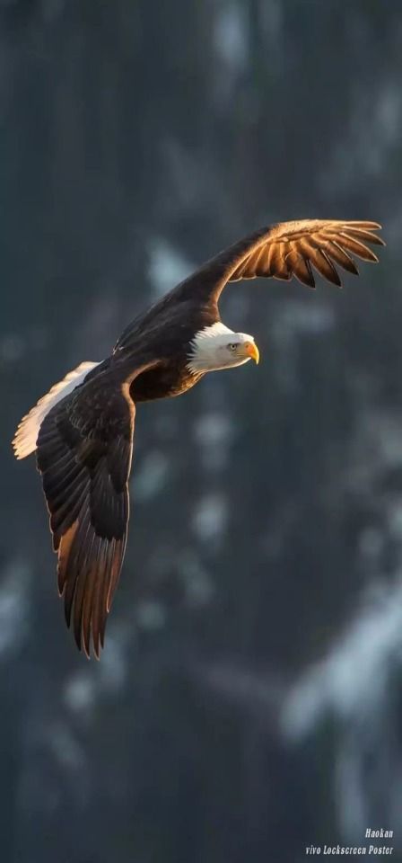 Eagle Images, Eagle In Flight, Eagle Wallpaper, Eagle Pictures, Wild Animals Pictures, Eagle Art, Animal Funny, Beautiful Bird, Dog Wallpaper