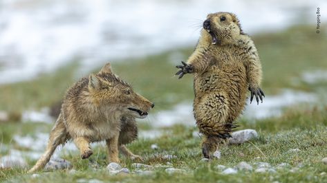 Wildlife Photographer of the Year winning images capture rarely seen animal behavior. Tibetan Fox, Young Fox, Wildlife Photographer, Wildlife Photos, Lower Manhattan, Smart Car, Photography Awards, Bhutan, Wild Life