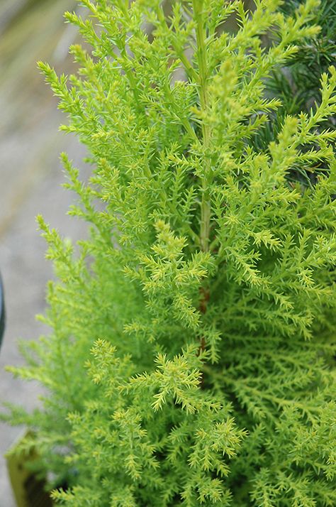 Wilma Goldcrest Monterey Cypress (Cupressus macrocarpa 'Wilma Goldcrest') at Squak Mountain Nursery Gold Cypress Shrub, Wilma Goldcrest Cypress, Glaive Cypress Grove, Cupressus Macrocarpa, Crataegus Monogyna, Cypress Plant, Sammamish Washington, Spring Poster, Monterey Cypress