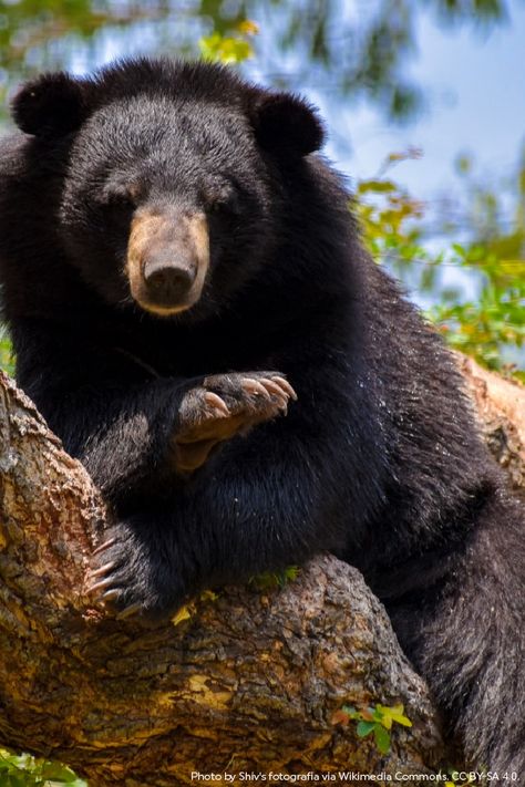 Asiatic Black Bears are some of the most arboreal bears. 🐻 These bears can spend up to 50% of their lives in trees! Chinese Pangolin, Community Engagement Activities, Asiatic Black Bear, Black Bears, Wild Plants, Plant Species, Red Panda, Endangered Species, Bird Species