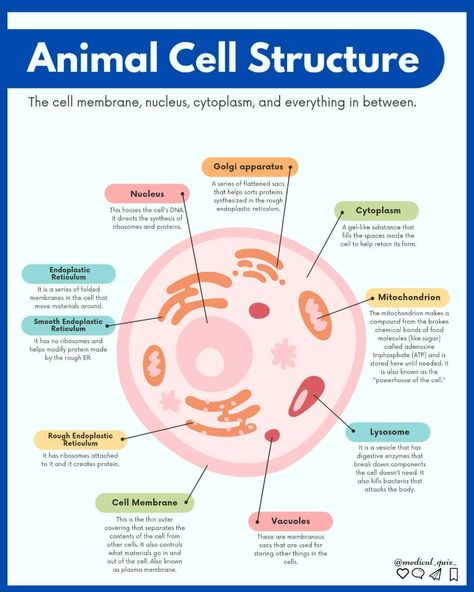 Plant Cell And Animal Cell, Animal Cell Structure, Chemical Bond, Study Hacks, Animal Cell, Cell Structure, Biology Notes, Learning Materials, Plant Cell