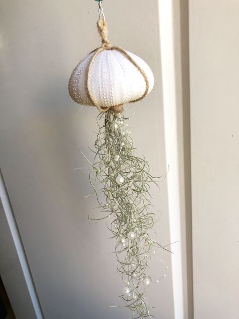 Urchin Shell Crafts, Sea Urchin Crafts, Sea Urchins Craft, Sea Urchin Shell Crafts, Sea Urchin Craft, Air Plants In Seashells, Jelly Fish Air Plants, Sea Urchin Jellyfish, Sea Urchins Art