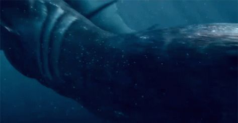 https://media.tenor.com/47NCOLtWsqIAAAAC/mermaid-siren.gif Merfolk Aesthetic, Sirens Tv, Mermaid Gif, Siren Mermaid, Piper Mclean, Mermaid Aesthetic, Mermaids And Mermen, Long Shadow, Aesthetic Gif