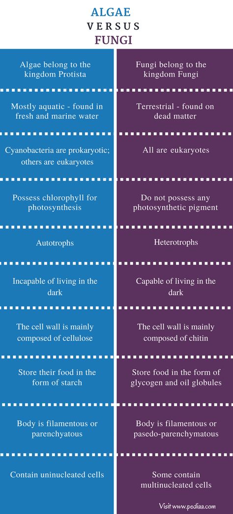 Difference Between Algae and Fungi - Comparison Summary Fungi Notes, Food Microbiology, Microscopic Algae, Animals Name In English, Blue Green Algae, Marine Algae, Medical Laboratory Science, Red Algae, Science Notes