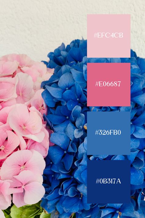 This Blue Pink palette combines vibrant pinks and cool blues, highlighting the intricate details of a flower in close-up. It creates a striking and elegant contrast, ideal for designs focused on natural beauty and sophistication. Contrasting Blue Colour Palettes, Teal Blue Pink Color Palettes, Royal Blue And Pink Color Palette, Pink And Blue Website Design, Pink And Blue Pallet, Color Combinations For Website, Colors That Compliment Pink, Color Palette Blue And Pink, Blue Color Palette Combination