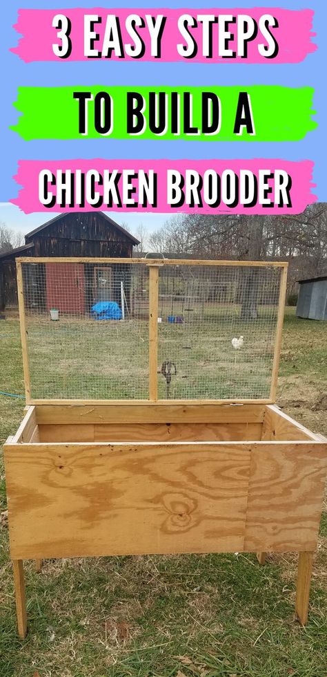 If you hatch and raise baby chicks, you know that they need a safe, dry, and warm place to grow before they are ready for the coop. This easy, 3 step DIY plan will show you how to build a safe brooder for them that can go indoors or outdoors. Check out this post for ideas to keep your DIY baby chicks safe today! #raisingchickens #homesteadanimals #homesteadingtips #backyardchickens #chickenbrooder Baby Chick Brooder, Diy Chicken Brooder, Chicken Brooder Box, Chick Brooder, Urban Chicken Farming, Raising Turkeys, Chicken Brooder, Easy Chicken Coop, Diy Chicken Coop Plans