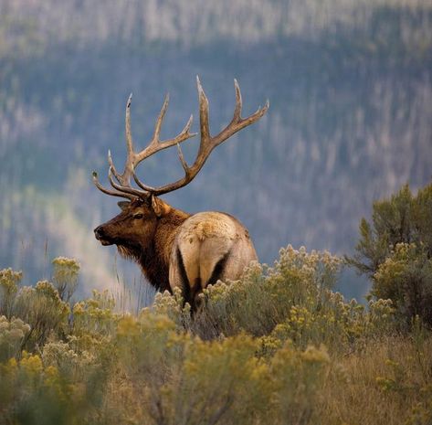 Bull Elk RMNP Summer Tubing, Elk Photography, Winter Park Colorado, Bull Elk, Mountain Adventure, Savannah Cat, Retriever Puppies, Grand Lake, Newfoundland Dog