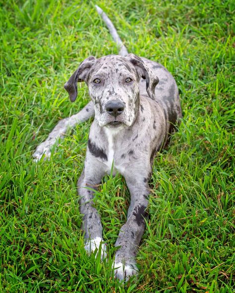 Merle Great Dane: Facts, Genetics, Health, Puppy Prices & FAQs Great Dane Colors, Great Dane Facts, Blue Merle Great Dane, Merle Great Danes, Great Dane Rescue, Blue Great Danes, Harlequin Great Danes, Dane Puppies, Australian Shepherd Mix