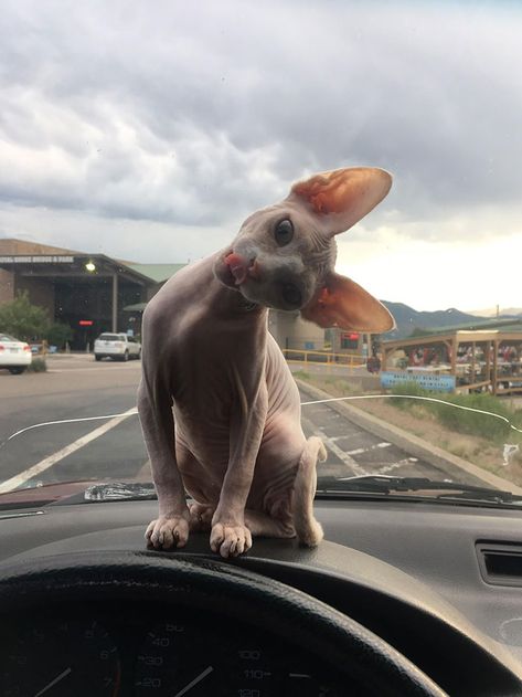 My Ride Or Die Girl Cute Hairless Cat, Sphinx Cat, Hairless Cat, Sphynx Cat, Cat Aesthetic, Charles Spaniel, Sphynx, Cute Creatures, Cavalier King Charles Spaniel