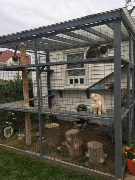 Cat Indoor House, Cat Shed Ideas, Catio Plans Design, Catio Shelving Ideas, Catio Ideas Cat Diy, Cat Sunroom, Catios Ideas For Cats, Catio Ideas Cat, Cat Shed