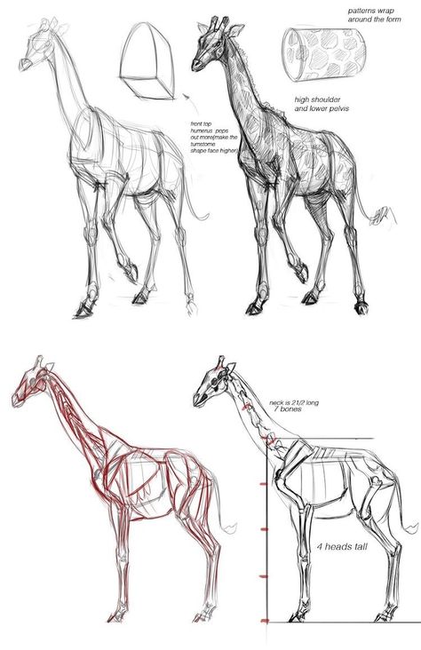 40 Free & Easy Animal Sketch Drawing Ideas & Inspiration – Brighter Craft Burung Kakatua, Giraffe Drawing, Animal Drawings Sketches, Easy Animals, Drawing Lesson, Animal Anatomy, Animal Study, Anatomy For Artists, Anatomy Drawing