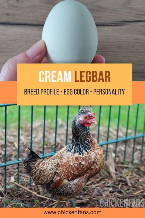 Cream Legbar Rooster, Cream Legbar Eggs, Cream Legbar Chickens Eggs, Crested Cream Legbar Chickens, Legbar Chickens, Blue Chicken Eggs, Cream Legbar Chickens, Barred Plymouth Rock Chickens, Largest Chicken Breed